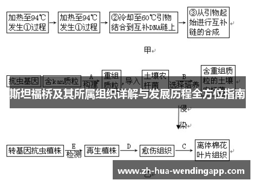 斯坦福桥及其所属组织详解与发展历程全方位指南 斯坦福桥及其所属组织详解与发展历程全方位指南